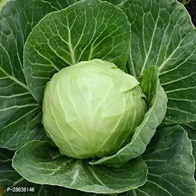 Baishnab Cabbage sed 100ps aaqSeeds Cabbage Vegetable Seeds100PIECE