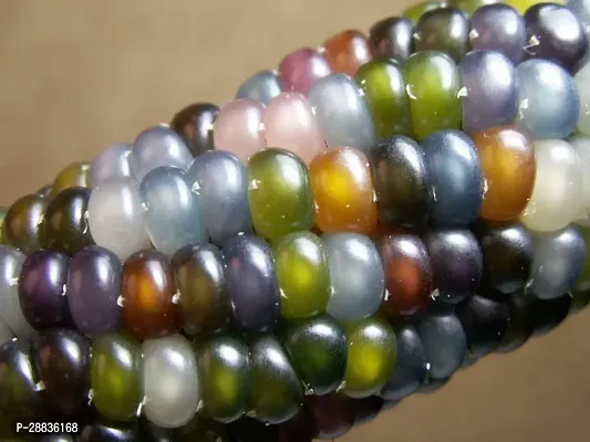 Baishnab Corn sed 15 ps hhyuCORN SEEDS 60215PIECE