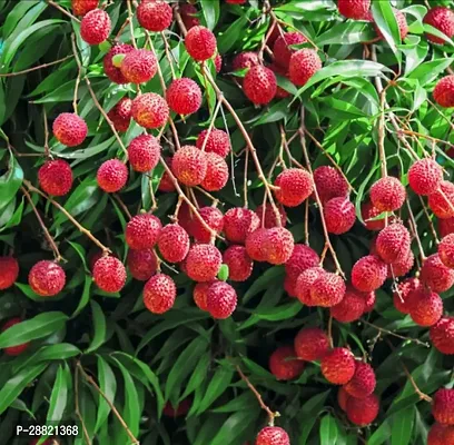 Baishnab  Treeland litchi plant Litchi Plant-thumb0