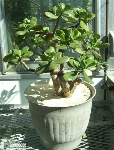 Baishnab  Jade Live Plant Good Luck Plant CF1201