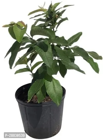 Baishnab  Lucknow Guava Tree Air layered Live Fruit-thumb0