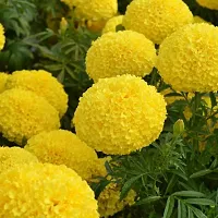 Baishnab mARIGOLD SEED BUHHYBRID MARIGOLD YELLOW50PIECE-thumb1