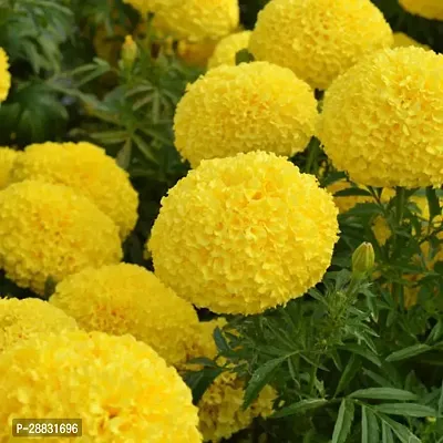 Baishnab mARIGOLD SEED BUHHYBRID MARIGOLD YELLOW50PIECE-thumb2