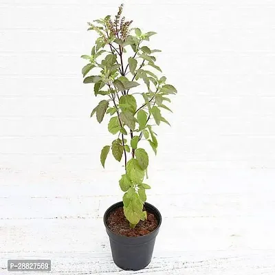 Baishnab  Krishna Tulsi Plant Holy Basil Ocimum t-thumb0