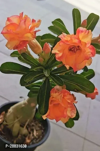 Baishnab  adya01 Adenium Plant-thumb0