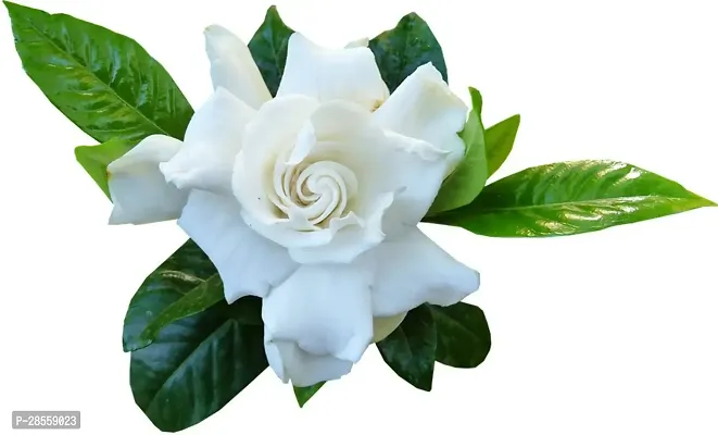 Baishnab Jasmine Plant Gardenia Jasmine Live Natural Plant with Pot-thumb3