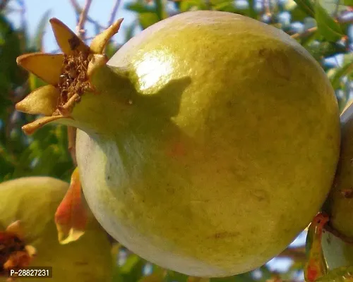 Baishnab  Pomegranate Plant Live Plant CF55411 Po