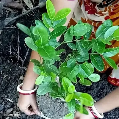 Baishnab  APKKRO01 Karonda Plant