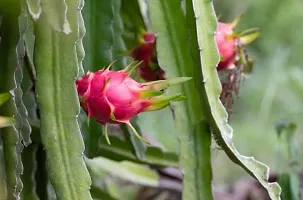 Baishnab Dragon Tree Dragon Fruit - Plant-thumb2