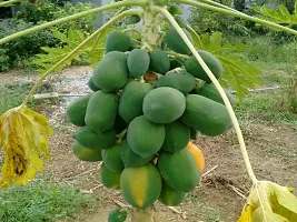 Baishnab Seed 300per packet XG500Papaya SD1694300PIECE-thumb1