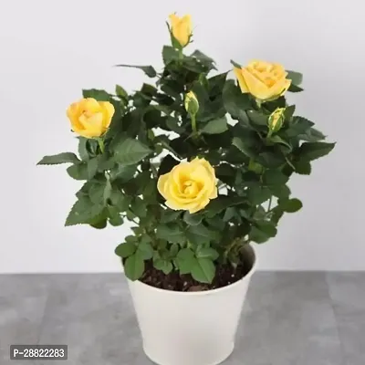 Baishnab  Yellow Rose PlantCFA429 Rose Plant-thumb0