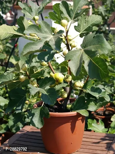 Baishnab  Fig Plant A25 GularCluster Fig Plant-thumb0