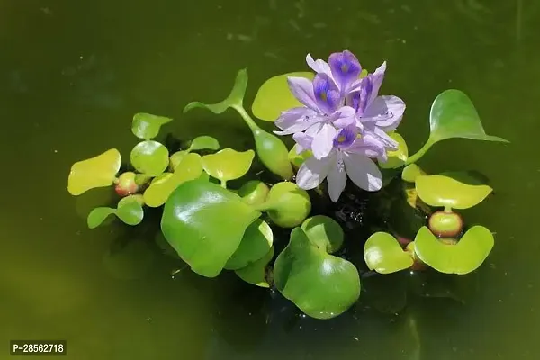 Baishnab Water Pennywort water hyacinth(Kacuripana)-thumb0