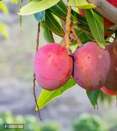 Baishnab  Mango plant 85 Mango Plant-thumb0