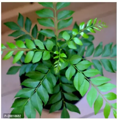 Baishnab  Curry Leaf Plant Kari Patta Curry Leaf Pl-thumb0