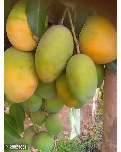 Baishnab  WEST BENGAL ALL TIME MANGO PLANT Mango Pl-thumb0