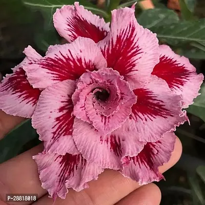 Baishnab  Adenium obesum  Sabi star kudu mock az-thumb0