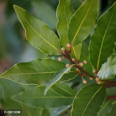 Baishnab  Tej Pata  Bay Leaf G 011 Bay Leaf Plant-thumb0