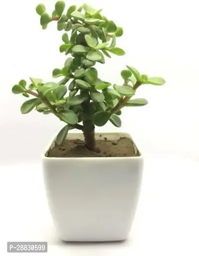 Baishnab  NDS JADE PLANT 1 Jade Plant-thumb0