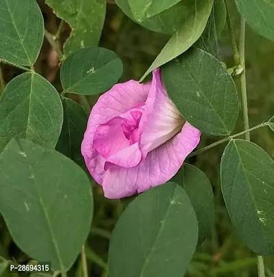 Baishnab Aparajita Butterfly Pea Plant Pink Double Flowering Aparajita, Clitoria Ternatea,Mor plant, Asian Pigeonwings, Butterfly Pea Flower Plant - 1 Live Healthy Plant.