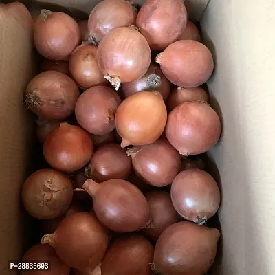 Baishnab Onion seed 500ps mc yj500 Seeds Orange Pyaj Onion Anz 2225500PIECE