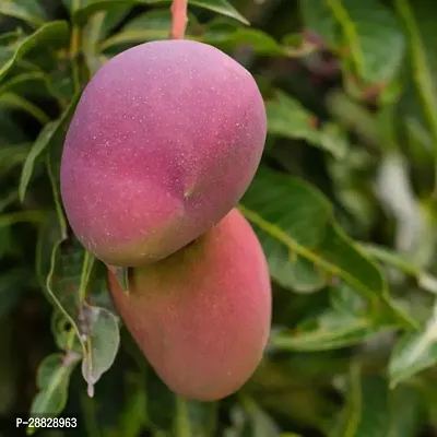 Baishnab  Gulab Khass Live Grafted Mango Plant CF16