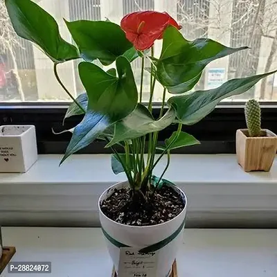 Baishnab  Peace Lily or Spathiphyllum Live Plant Re