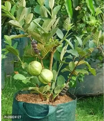 Baishnab  K01 Guava Plant