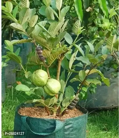 Baishnab  K01 Guava Plant-thumb0