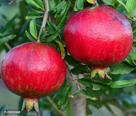 Baishnab  Pomegranate Plant Live Plant CF59511 Po