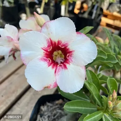 Baishnab  AdeniumHybrid PlantGrafted0379 Adenium