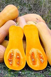 Baishnab Kumro seed 20 psButternut Seed20PIECE-thumb1