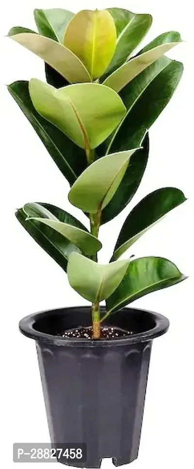 Baishnab  Ficus Latusa Ficus Plant-thumb0