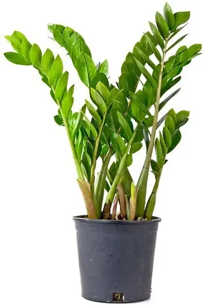 Limited Stock!! Plant & Planters 