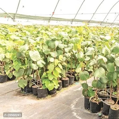 Baishnab Kiwi Plant Kiwi, plant Fruit (Grafted) - Fruit PlantsTree Outdoor Living Indoor Plants-thumb3