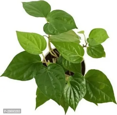 Baishnab Betel Leaf Plant Betel Leaf Plant-thumb0