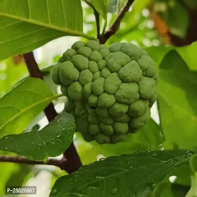 Baishnab  Custard Apple Live Plant CF20051113 Cus