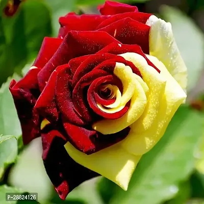 Baishnab  Rare Grafted  RedGreen Rose Gulab Flow-thumb0