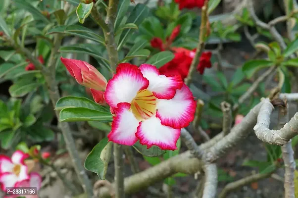 Baishnab  Adenium Plant 94 Adenium Plant