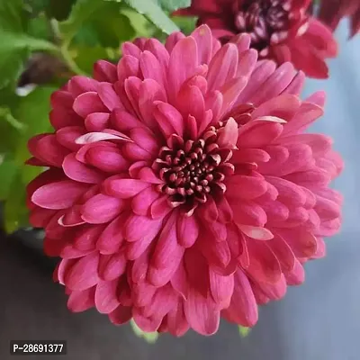 Baishnab Chrysanthemums Guldavari Plant Shevanti, Chrysanthemum morifolium (Maroon) - Plant-thumb0