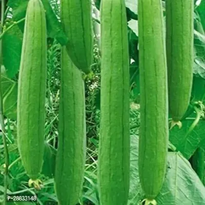 Baishnab Sponge gourd 90 per packet Hybrid   Organic Seeds Sponge Gourd90PIECE-thumb0