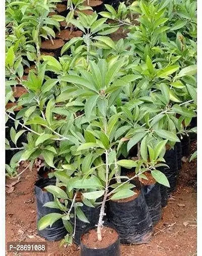 Baishnab Chiku Plant jhj153-thumb0