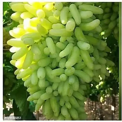 Baishnab Grape Plant Live Plant Grape Fruit Long Green Angkor Grape Exotic Rare Air Layered plant (1 Healthy Plant with Poly Bag)-thumb0