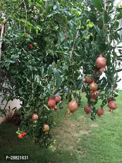 Baishnab  Rainbow pomegranate plants Pomegranate Pl-thumb0