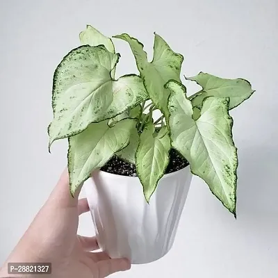 Baishnab  AIR FURIFYING Syngonium Plant Syngonium P