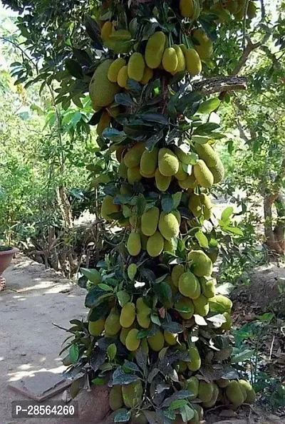 Baishnab Jack Fruit Plant VIJAY GRENERY - JACK FRUIT KATHAL PLANT-thumb2