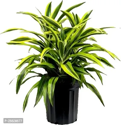 Baishnab  Dracaena Victoria Ornamental Indoor Plan