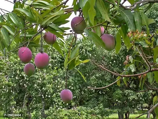 Baishnab  MJ01 Mango Plant