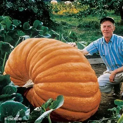 Baishnab pumkin seed 10 ps nnhy Atlantic Giant Ukraine Heirloom Vegetable Pumpkin Seeds10PIECE