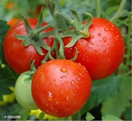 Baishnab Tomato seed 500ps hbuRed Cherry 500 Tomato Seeds500PIECE-thumb0